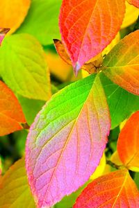Превью обои листья, желтые, красные, зеленые, цвета, палитра