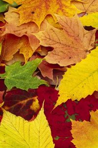 Превью обои листья, желтые, красные, зеленые, цвета, ассорти, палитра, осень