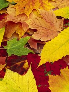 Превью обои листья, желтые, красные, зеленые, цвета, ассорти, палитра, осень