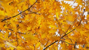 Превью обои листья, желтые, октябрь, осень