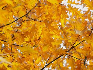 Превью обои листья, желтые, октябрь, осень