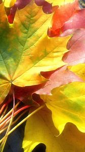 Превью обои листья, желтые, осень, клен, цвета, букет