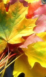 Превью обои листья, желтые, осень, клен, цвета, букет