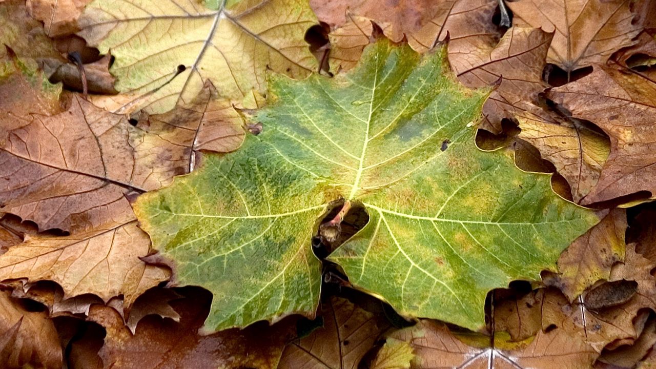 Обои листья, желтые, осень, клен, зеленый