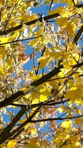 Превью обои листья, желтые, осень, клен, ветки, дерево