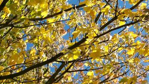 Превью обои листья, желтые, осень, клен, ветки, дерево