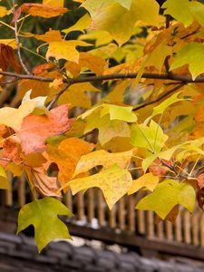 Превью обои листья, желтые, осень, дерево, ветви, крона, крыша