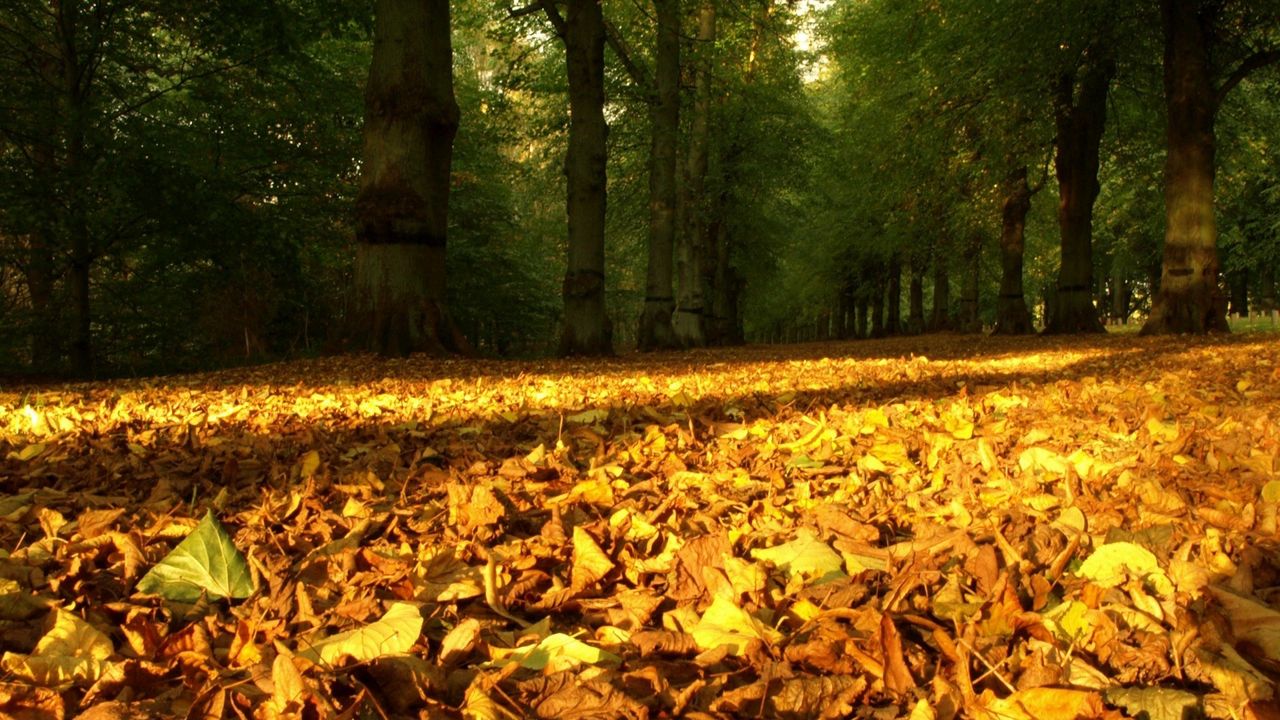 Обои листья, желтые, сухие, лес, деревья, земля, осень