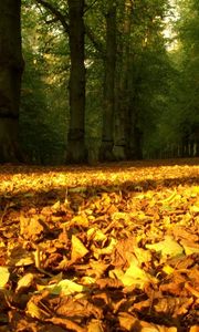 Превью обои листья, желтые, сухие, лес, деревья, земля, осень