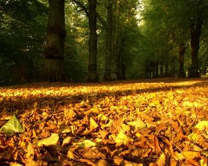 Превью обои листья, желтые, сухие, лес, деревья, земля, осень
