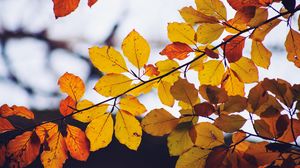 Превью обои листья, желтый, сухой, ветка, осень