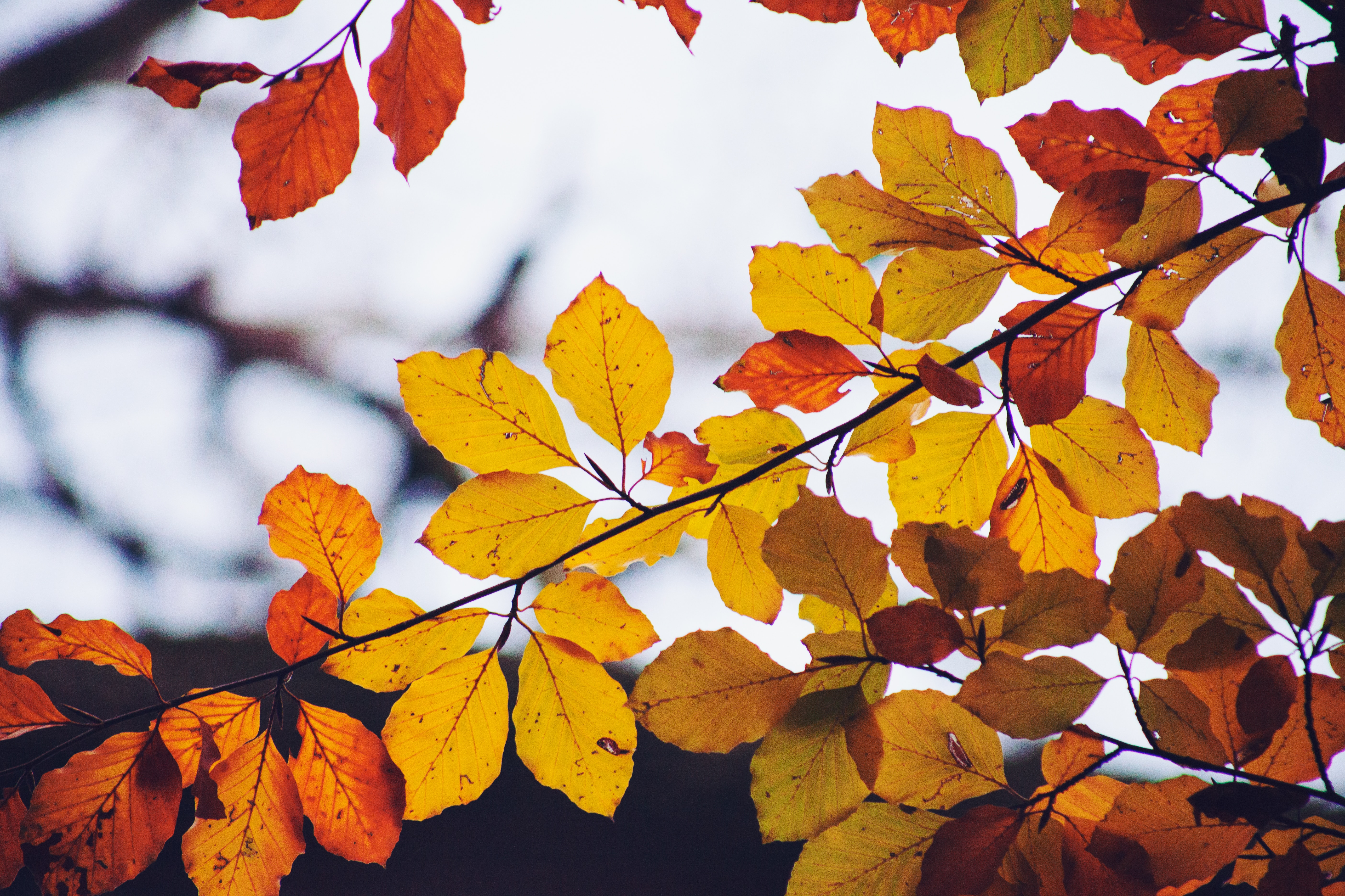 Ветка осенних листьев. Осенняя ветка. Ветка с желтыми листьями. Ветка с осенними листьями. ВЕТКАС желтыми листоями.