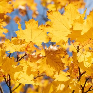 Превью обои листья, желтый, сухой, осень, клен