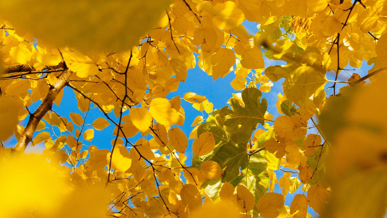 Обои листья, желтый, ветки, осень
