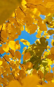 Превью обои листья, желтый, ветки, осень