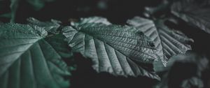 Превью обои листья, жилки, крупным планом