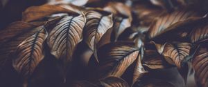 Превью обои листья, жилки, макро, растение, ветка