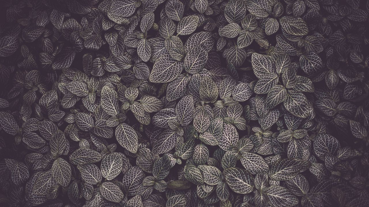 Обои листья, жилки, растение, текстура