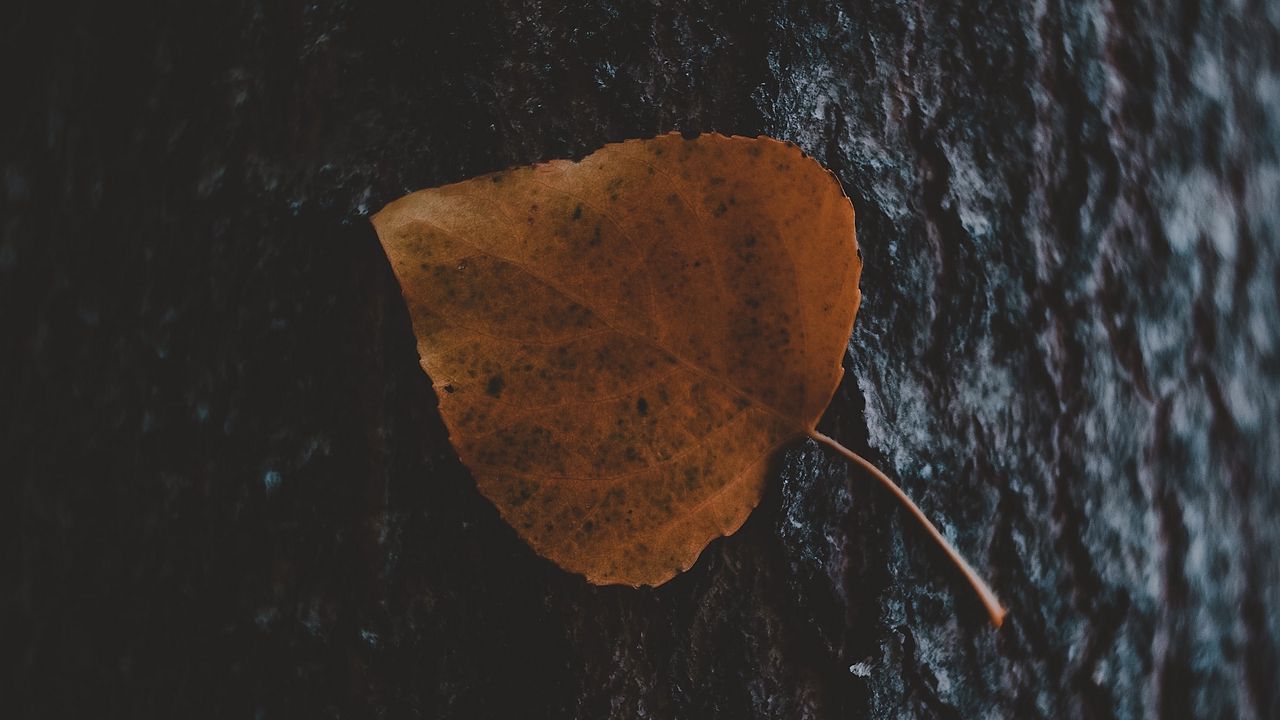 Обои листок, дерево, кора, макро, осень