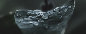 Превью обои листок, капли, макро, мокрый, роса, темный