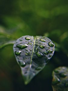 Превью обои листок, капли, макро, вода, растение