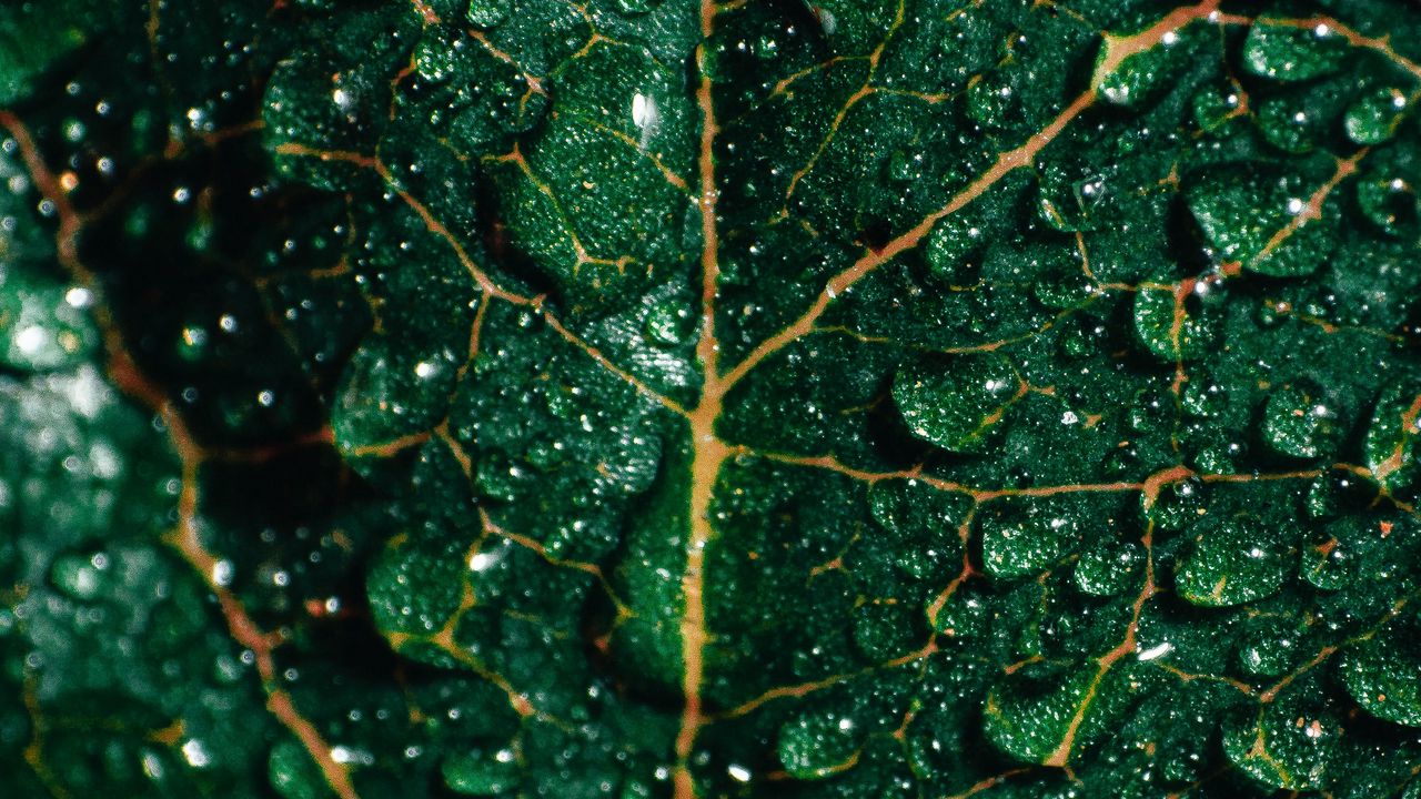 Обои листок, капли, макро, поверхность, зеленый, мокрый