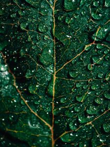 Превью обои листок, капли, макро, поверхность, зеленый, мокрый