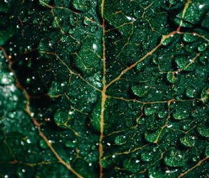 Превью обои листок, капли, макро, поверхность, зеленый, мокрый
