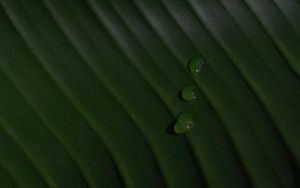 Превью обои листок, капли, макро, зеленый, поверхность