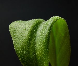 Превью обои листок, капли, макро, мокрый, зеленый
