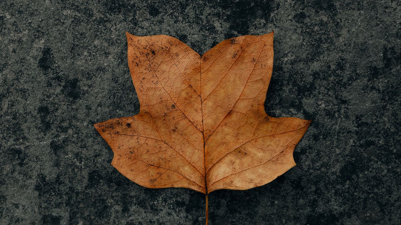 Обои листок, коричневый, сухой, осень