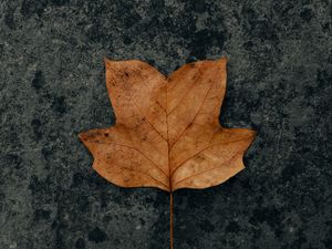 Превью обои листок, коричневый, сухой, осень