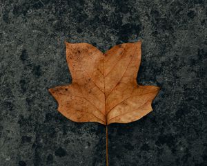 Превью обои листок, коричневый, сухой, осень