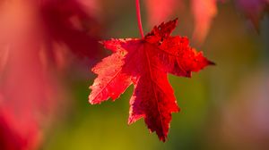 Превью обои листок, красный, макро, осень