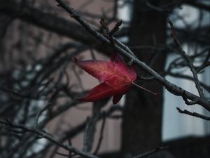 Превью обои листок, красный, ветки, дерево