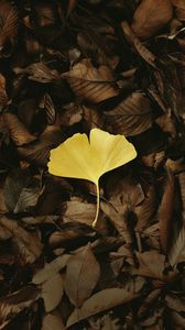 Превью обои листок, макро, желтый, листья, осень