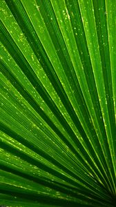 Превью обои листок, пальма, текстура, зеленый, растение