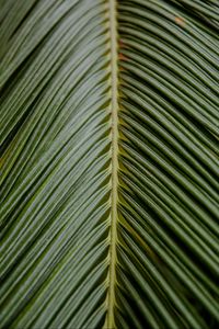 Превью обои листок, пальма, ветка, зеленый, тропический