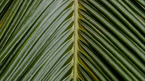 Превью обои листок, пальма, ветка, зеленый, тропический