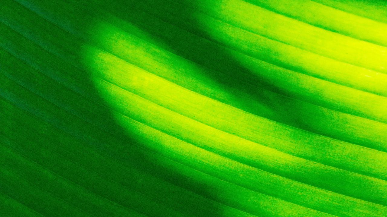 Обои листок, полосы, зеленый, макро