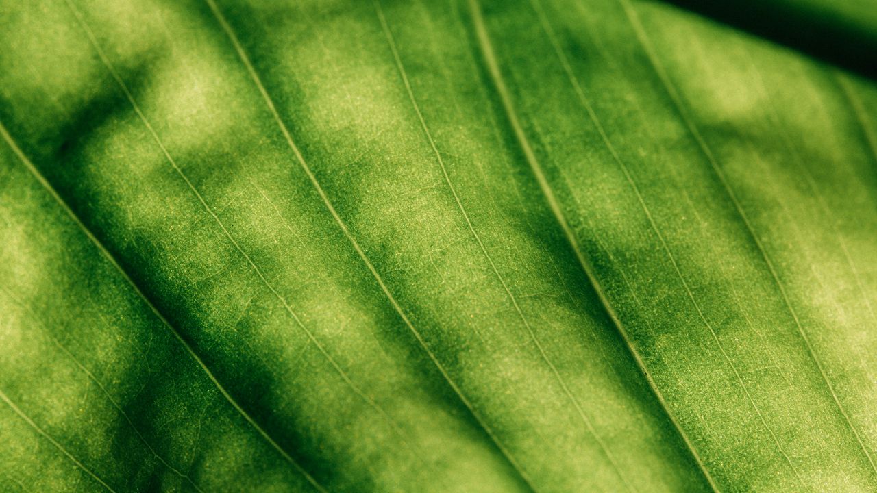 Обои листок, поверхность, макро, зеленый, жилки