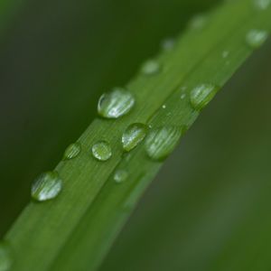 Превью обои листок, растение, капли, мокрый, макро, зеленый