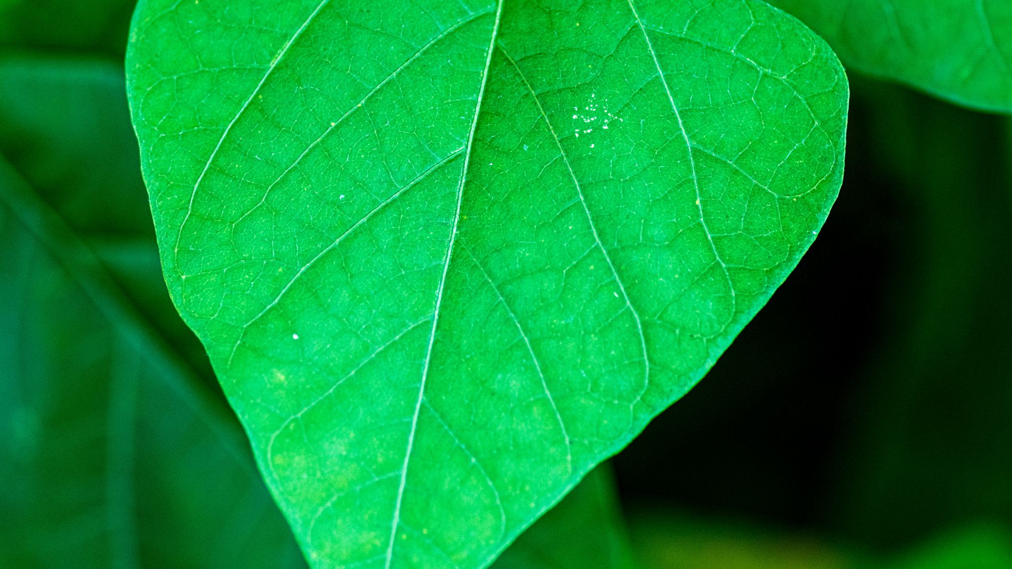 У зеленых листьев. Листок jpg. Green surface. Обои на рабочий стол широкоформатные необычные цветы. Трава листочек большой ветерочек 10 часов.