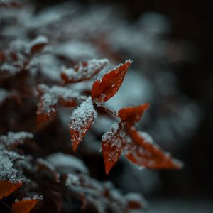 Превью обои листок, снег, макро, растение