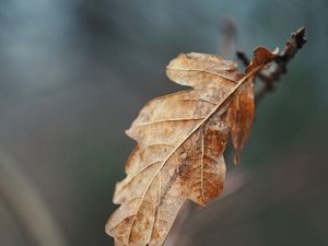 Превью обои листок, сухой, коричневый, ветка, макро