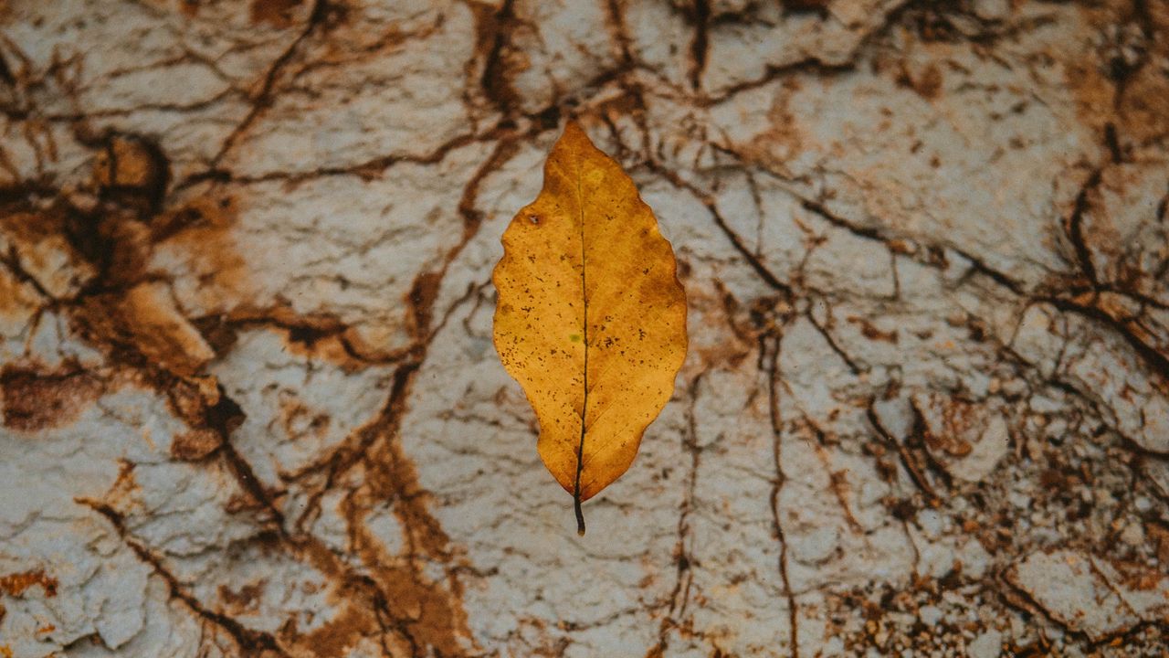 Обои листок, сухой, желтый, осень, камень