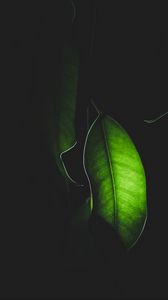Превью обои листок, свет, макро, растение, темный