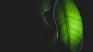 Превью обои листок, свет, макро, растение, темный