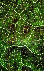 Превью обои листок, текстура, макро, поверхность, растение, жилки, линии, зеленый, фотосинтез