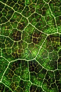 Превью обои листок, текстура, макро, поверхность, растение, жилки, линии, зеленый, фотосинтез